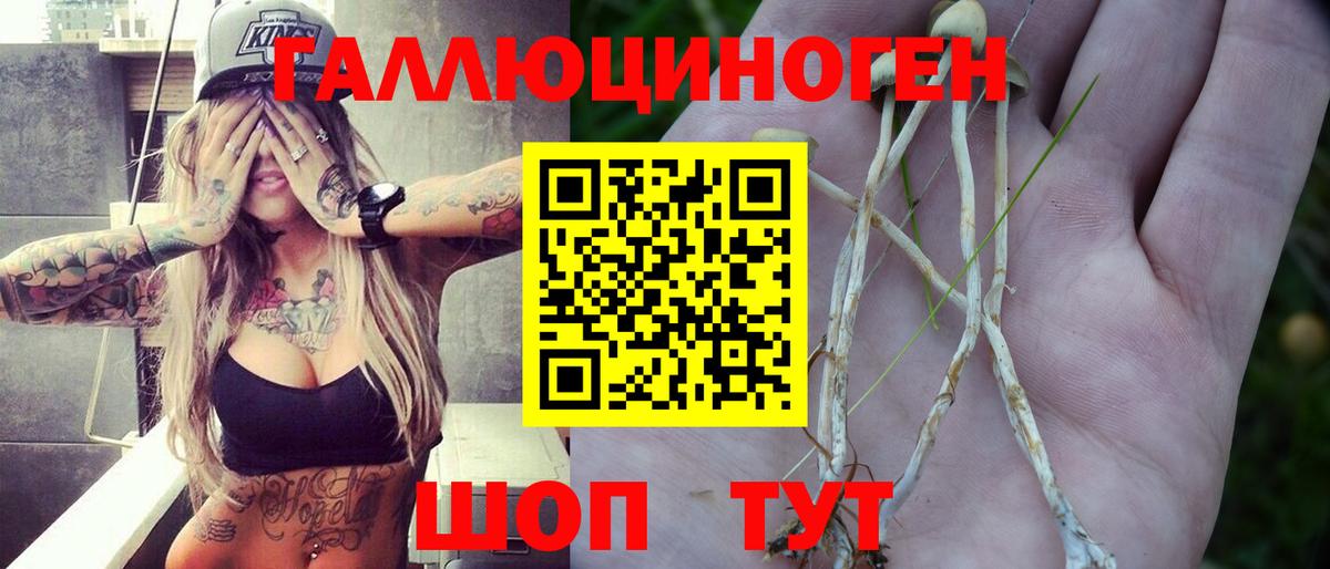 Псилоцибиновые грибы Psilocybe  Георгиевск  как найти закладки  Псилоцибиновые грибы ЛСД 