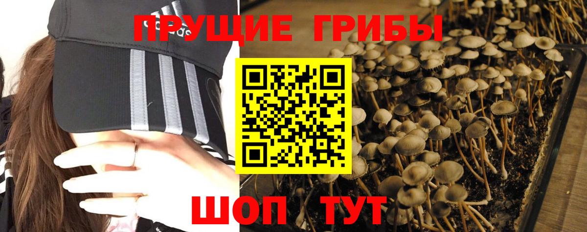 Псилоцибиновые грибы Psilocybine cubensis Георгиевск